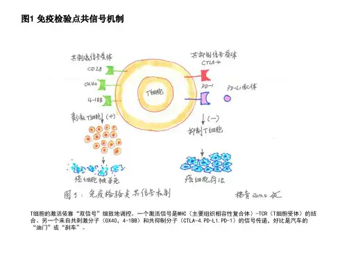T细胞免疫图片