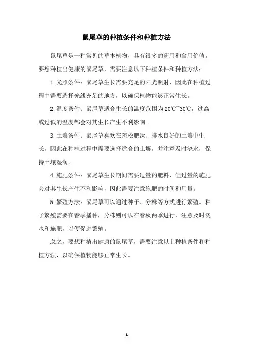 鼠尾草的种植条件和种植方法