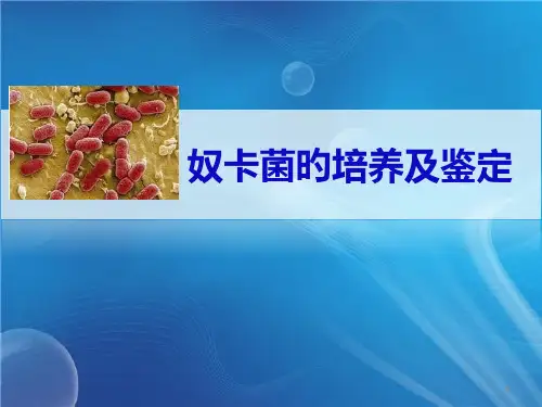 奴卡菌的培养和鉴定
