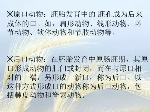 12触手冠动物动物