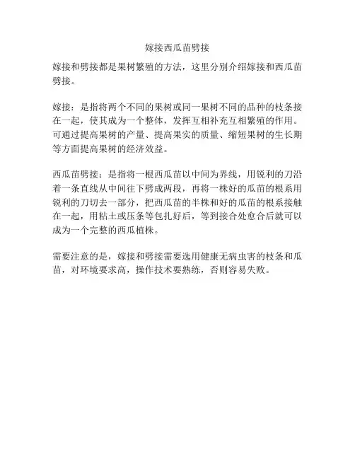嫁接西瓜苗劈接