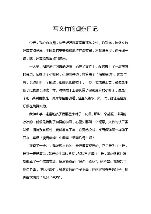 写文竹的观察日记