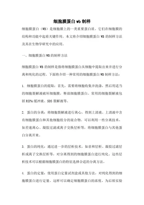 细胞膜蛋白wb制样