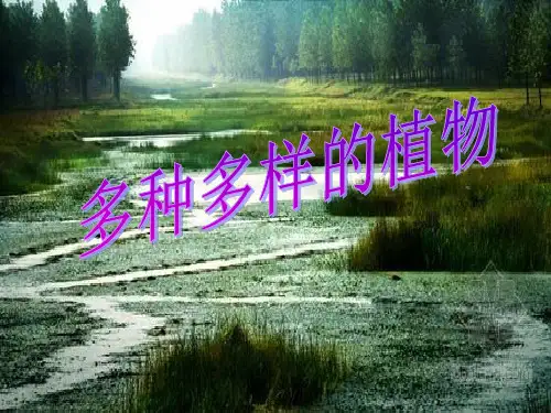 六年级上册科学-多种多样的植物-教科版(共22张)-PPT课堂课件