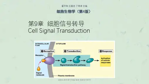 细胞生物学翟中和编 第章 细胞信号转导课件