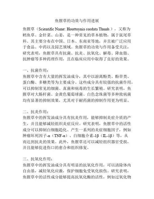 鱼腥草的功效与作用进展