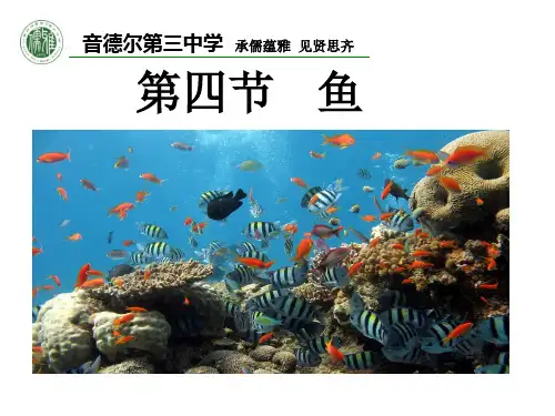 2020 第四节鱼ppt(1)(1)
