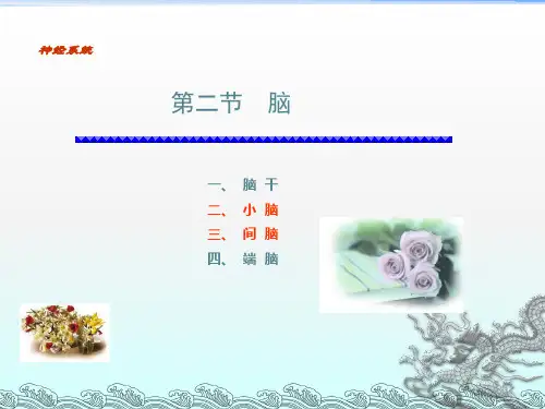 《小脑间脑脑干》PPT课件