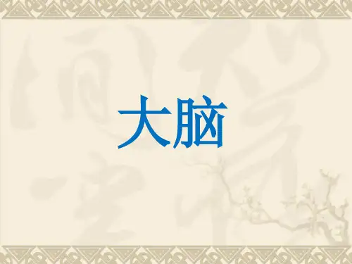 五年级科学下册《大脑》PPT课件