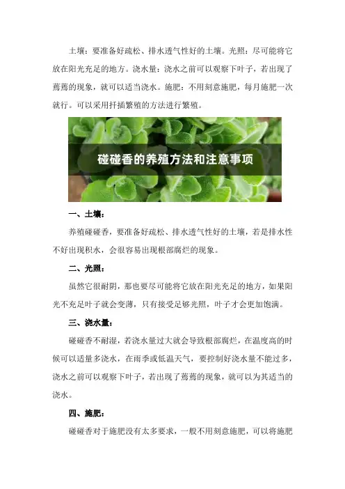 碰碰香的养殖方法和注意事项_1