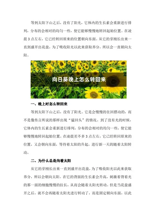 向日葵晚上怎么转回来,为什么总是向着太阳？
