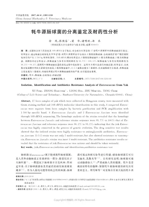 牦牛源肠球菌的分离鉴定及耐药性分析