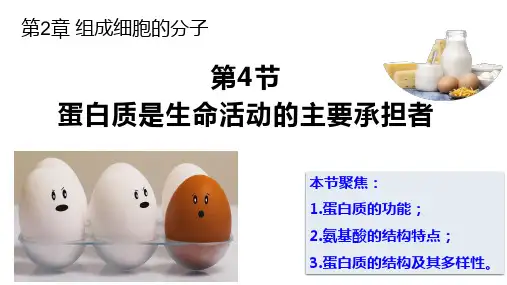 2.4蛋白质是生命活动的承担者课件-高一上学期生物人教版必修1(1)