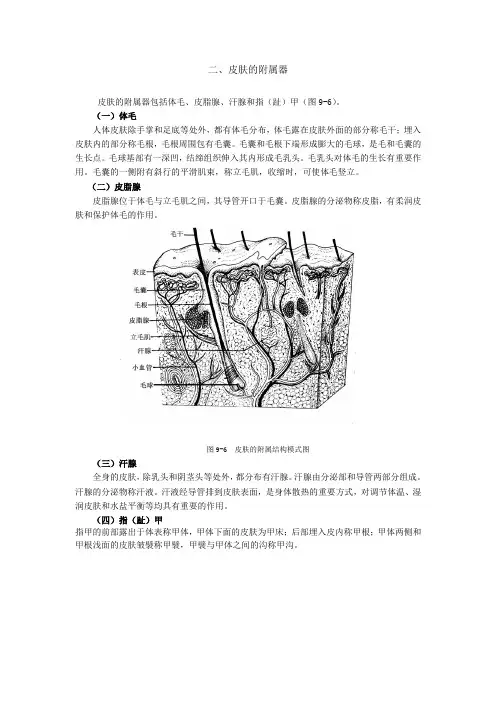 皮肤的附属器.