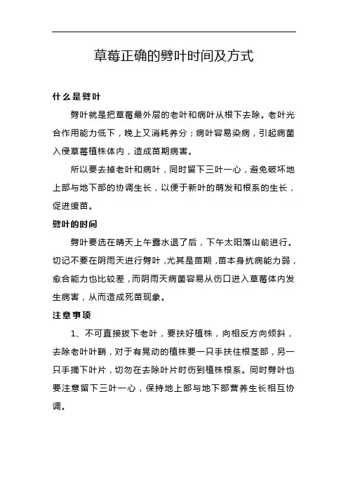 草莓正确的劈叶时间及方式