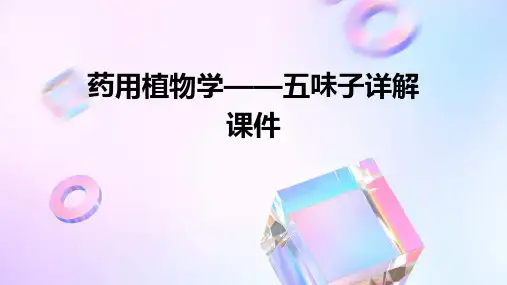 药用植物学——五味子详解课件