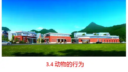动物的行为(PPT课件(初中科学)20张)