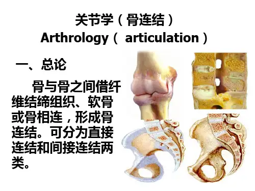 1骨连结总论xtPPT课件