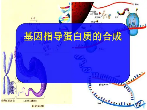 人教版高中生物必修二课件：第四章 第一节 基因指导蛋白质的合成(共19张PPT)