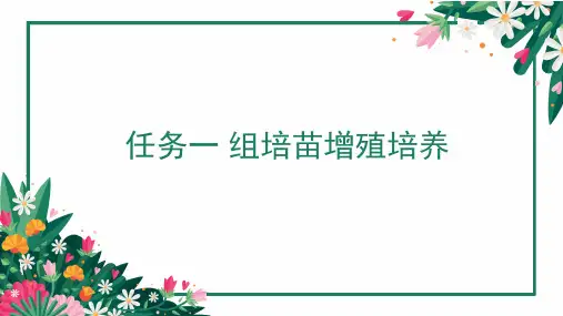 植物组织培养快繁技术—组培苗增殖分化