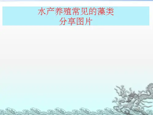 藻类总结图片PPT课件
