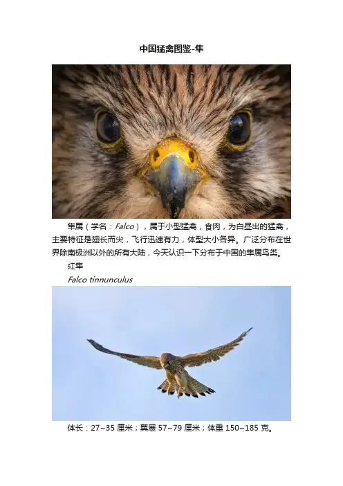 中国猛禽图鉴-隼