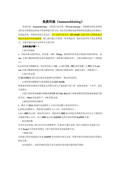 免疫印迹(immunoblotting)