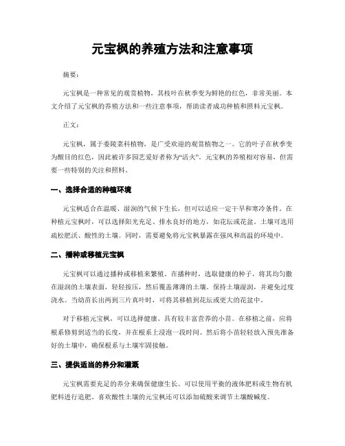 元宝枫的养殖方法和注意事项