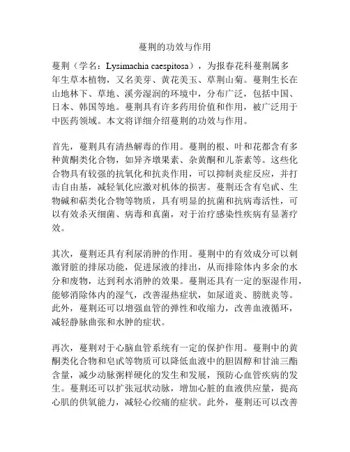 蔓荆的功效与作用