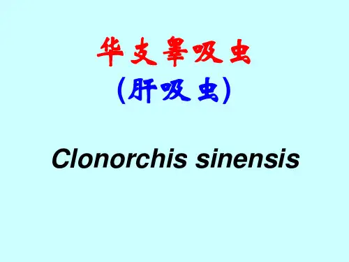华支睾吸虫肝吸虫 人体寄生虫学课件