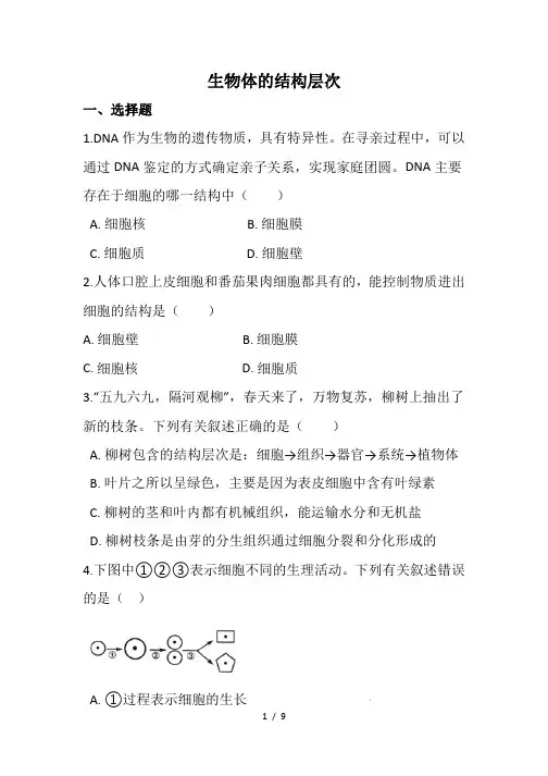 人教版七年级生物上册第二单元  生物体的结构层次  专题复习