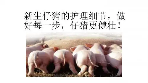 新生仔猪的护理细节,做好每一步,仔猪更健壮!