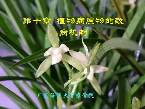 10 植物病原物的寄生性和致病性