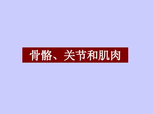 四年级上 骨骼、关节和肌肉教科版ppt (共22页)