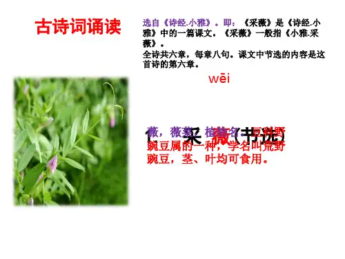 古诗词诵读1采薇(节选)课件(共24张PPT)