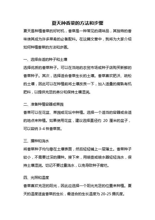 夏天种香菜的方法和步骤