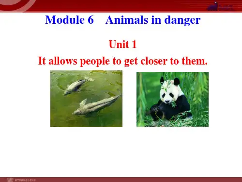外研版八年级英语上册课件-Module 6 Animals in danger