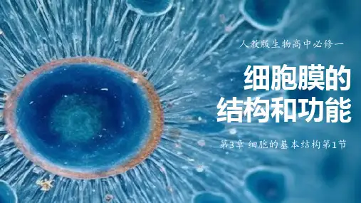 3.1细胞膜的结构和功能 教学课件 高一上学期 人教版(2019)高中生物必修1