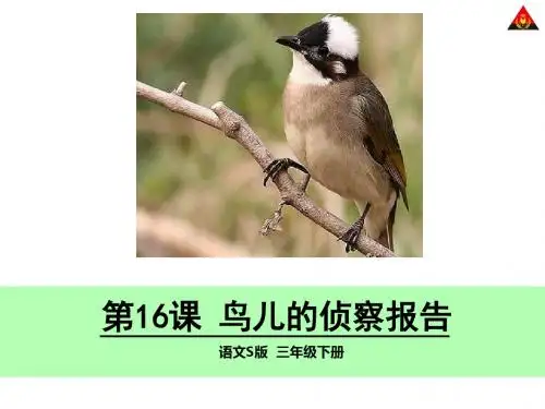 16 鸟儿的侦察报告