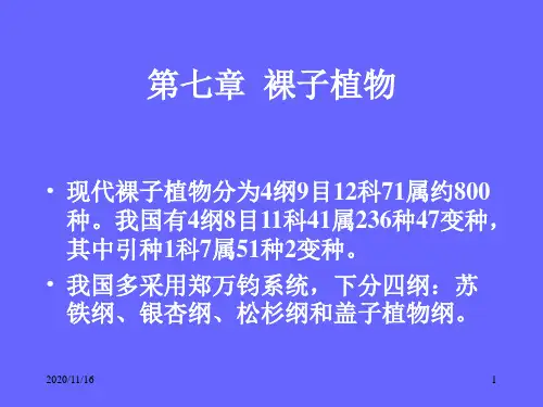 园林树木学课件：7 第七章(一)苏铁科、银杏科、南洋杉科、松科(2学时)