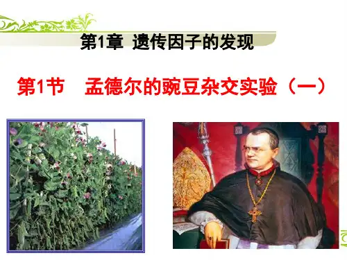 人教版高一必修孟德尔的豌豆杂交实验一课件
