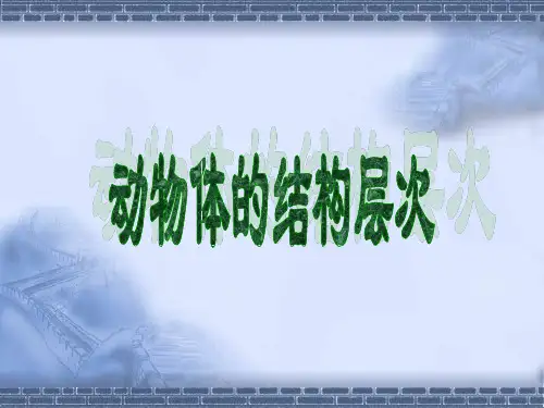 动物体的结构层次