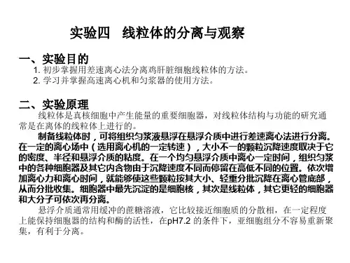 线粒体的分离与观察一、实验目的1.初步掌握用差速离心