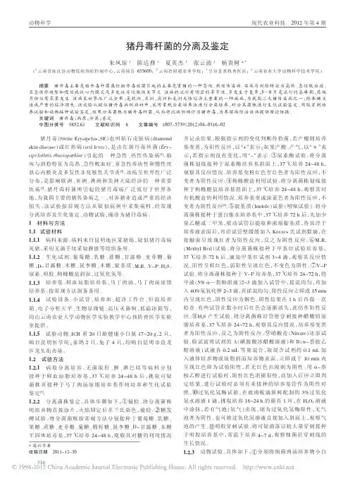 猪丹毒杆菌的分离及鉴定