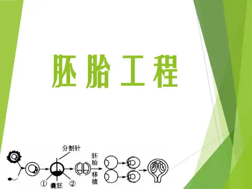 胚胎工程