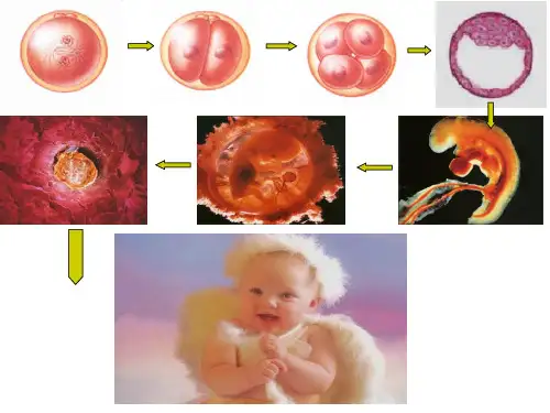 高一生物必修1-细胞的增殖省名师优质课赛课获奖课件市赛课一等奖课件