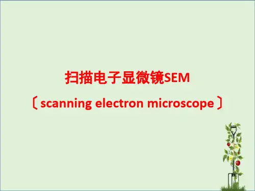 SEM扫描电子显微镜