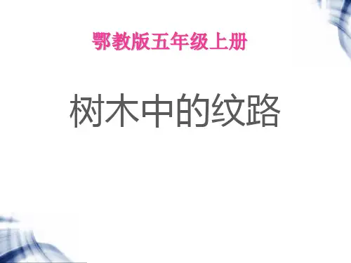 树木中的纹路-走进树林PPT课件2