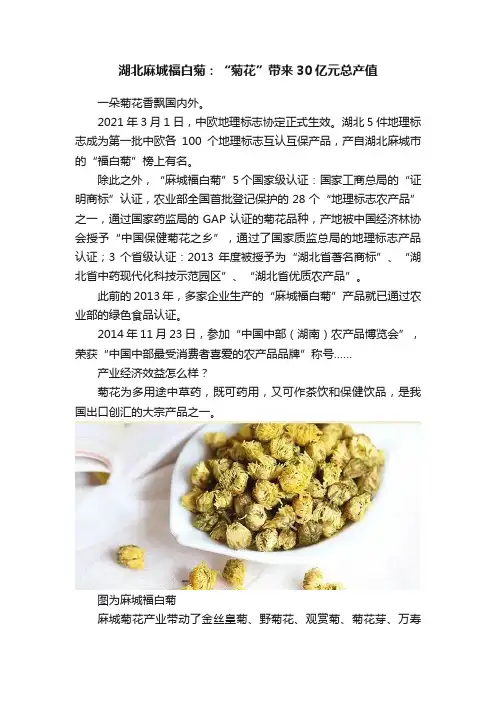 湖北麻城福白菊：“菊花”带来30亿元总产值