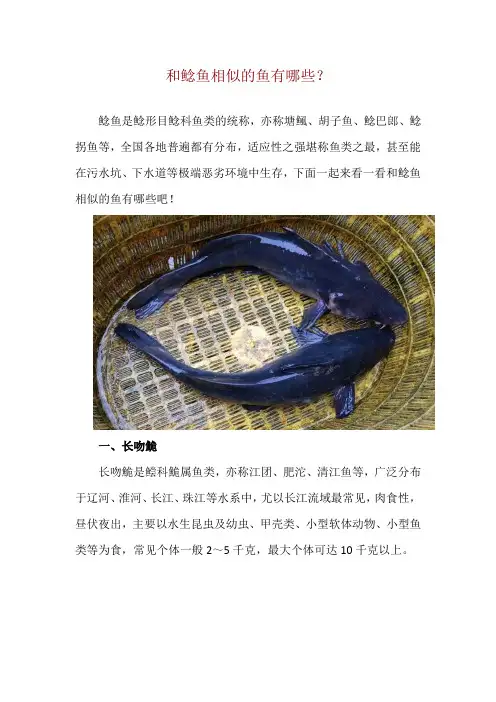 和鲶鱼相似的鱼有哪些？